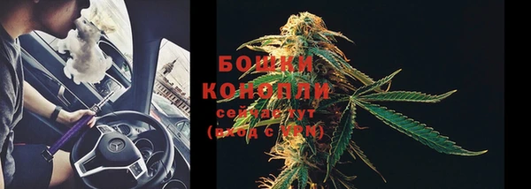 прущие грибы Белоозёрский